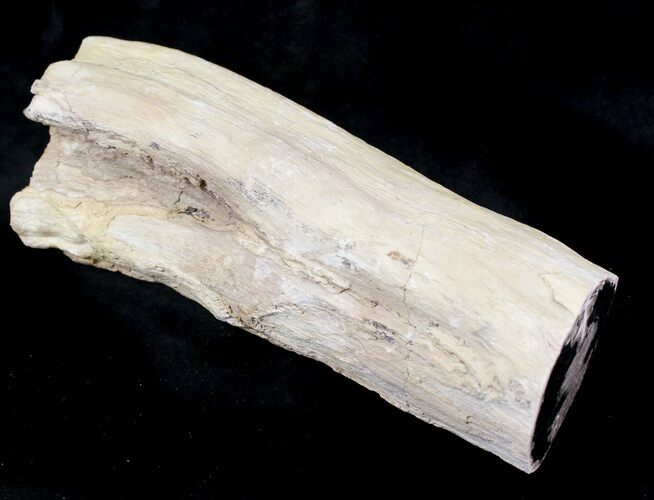 Petrified Wood Limb Section - Oregon #28364